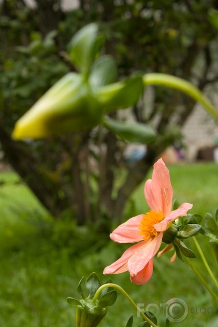 september flowers