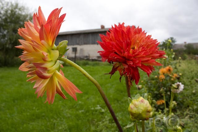 september flowers