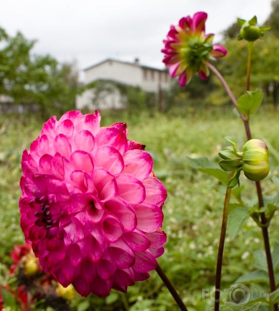 september flowers