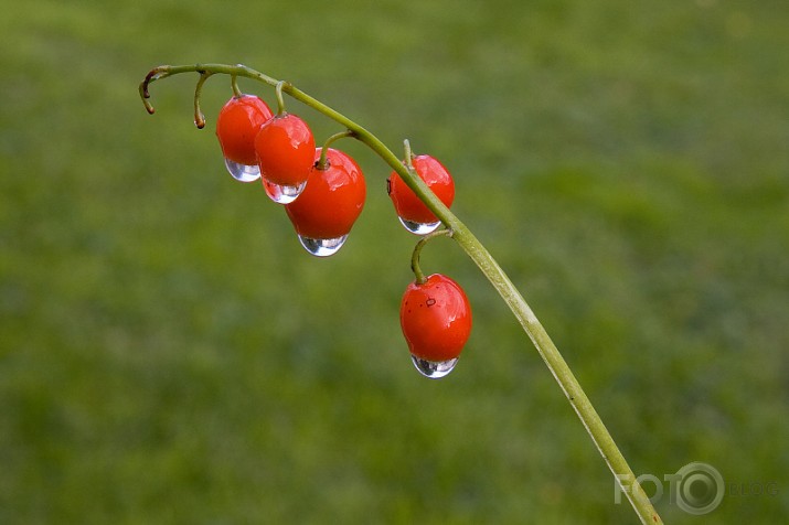 Rudenīgs makro