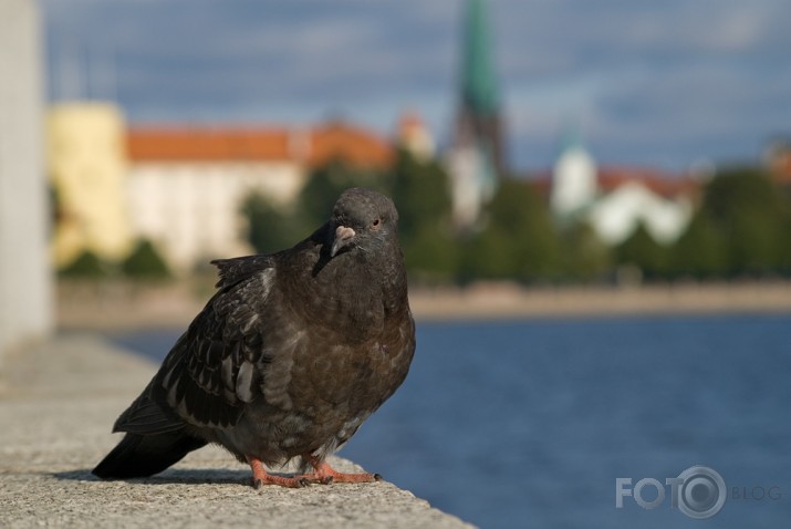 Pavisam parasts rīdzinieks