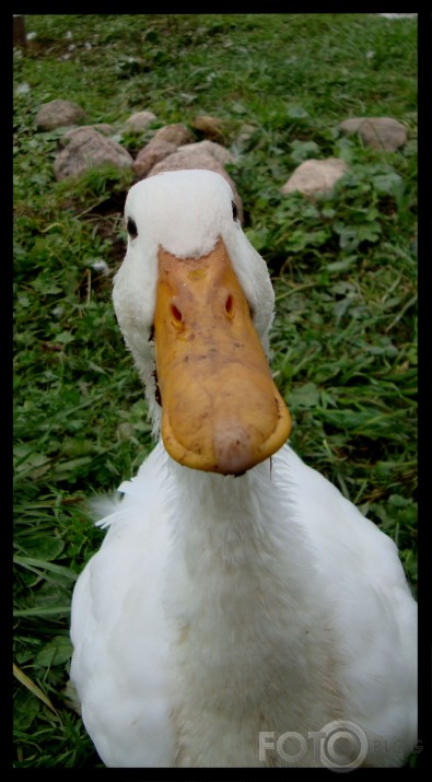 pozētājs.