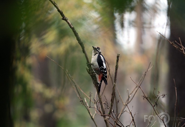 Cirsmas lepnums