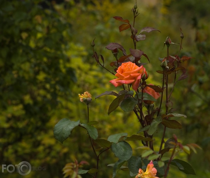 Rudensroze