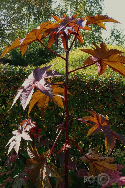 Rudens rīcins