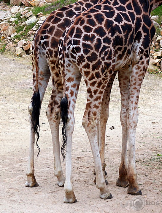 Rīgas ZOO