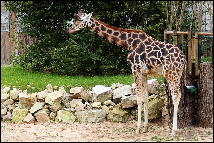 Rīgas ZOO
