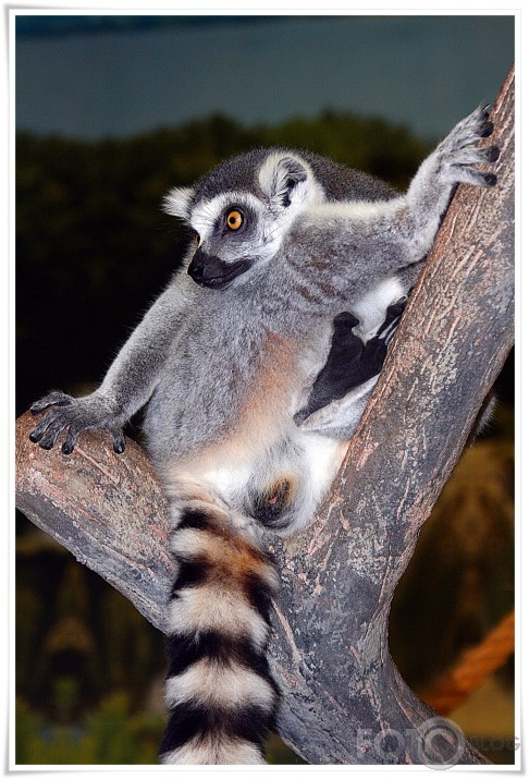 Rīgas ZOO