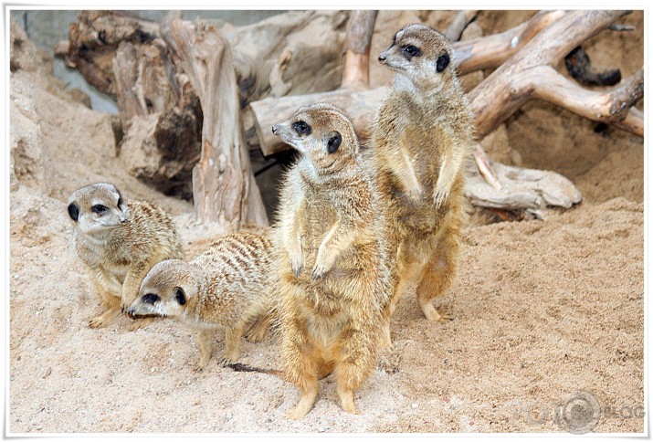 Rīgas ZOO
