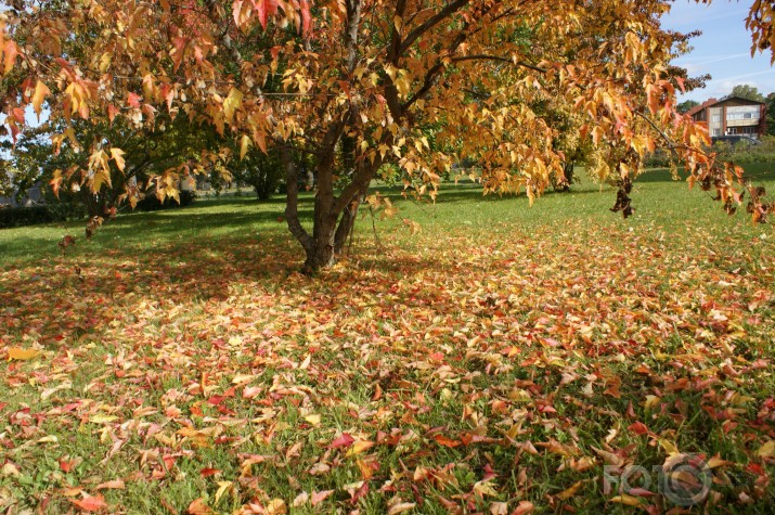 rudens klaat ar savu skaistumu