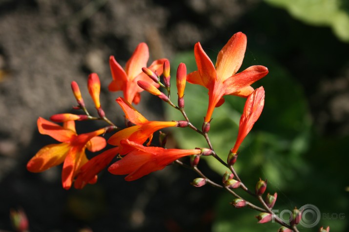 rudens ziedi