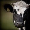 Miss Freshmilk