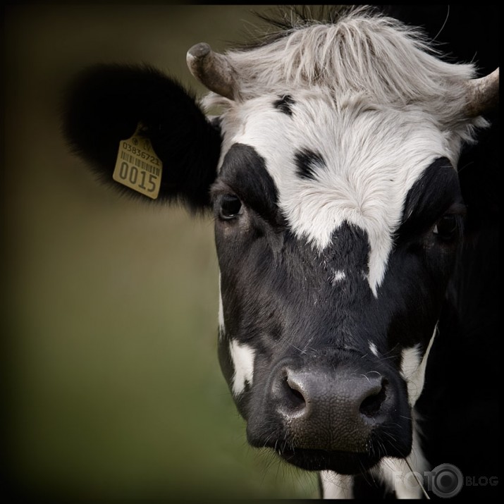 Miss Freshmilk
