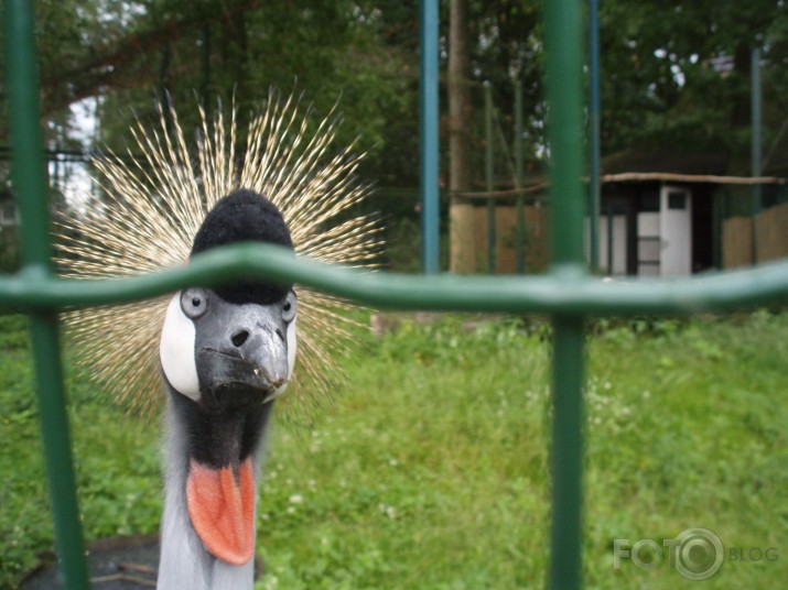 blondīne<wbr/>(giggle)