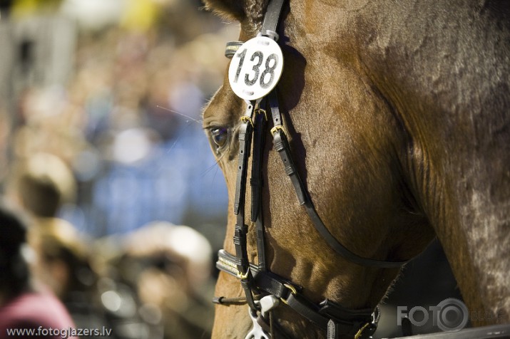 Tallinn International Horse Show - sacensības !