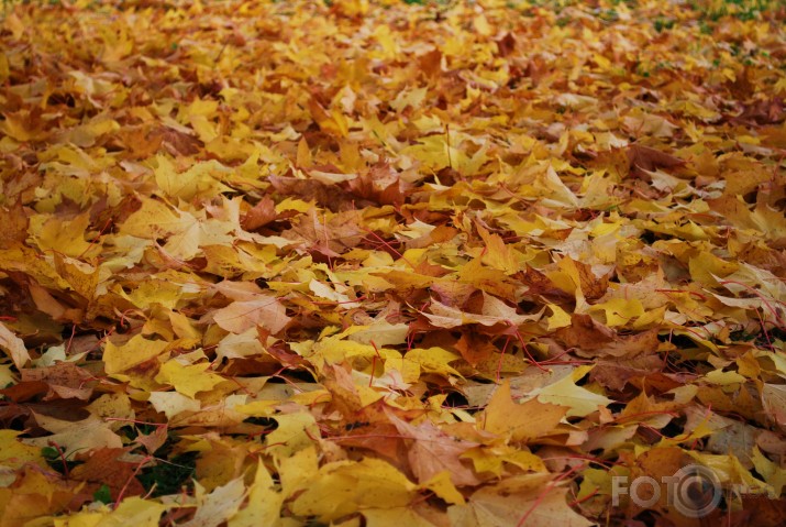 Fallen leaves