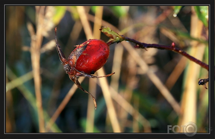 rudens oga