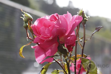 Rozes dvēsele
