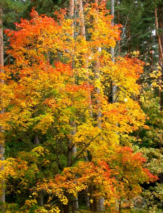 Rudens kā rudens