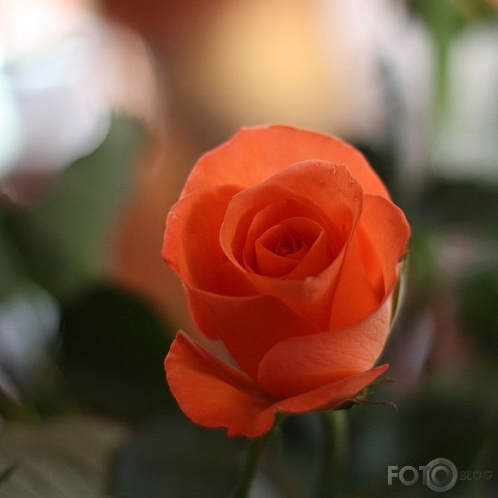 Rudā