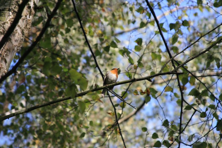 Sherwood forest