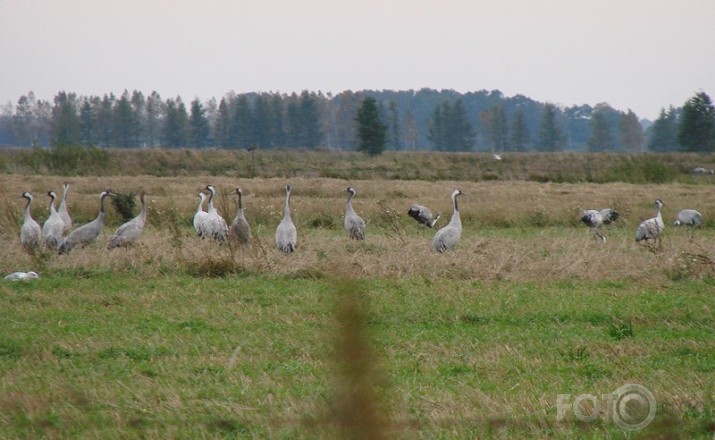 Lemberga dzērves