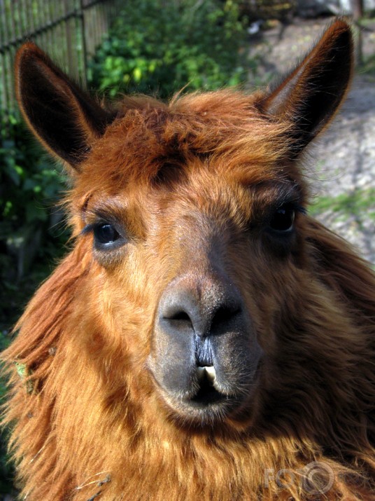 Alpaka iekš Rīgas Zoo.