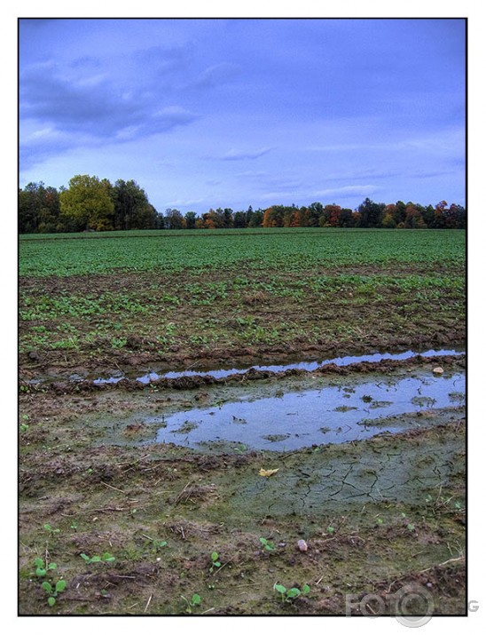 lauks ar peļķi