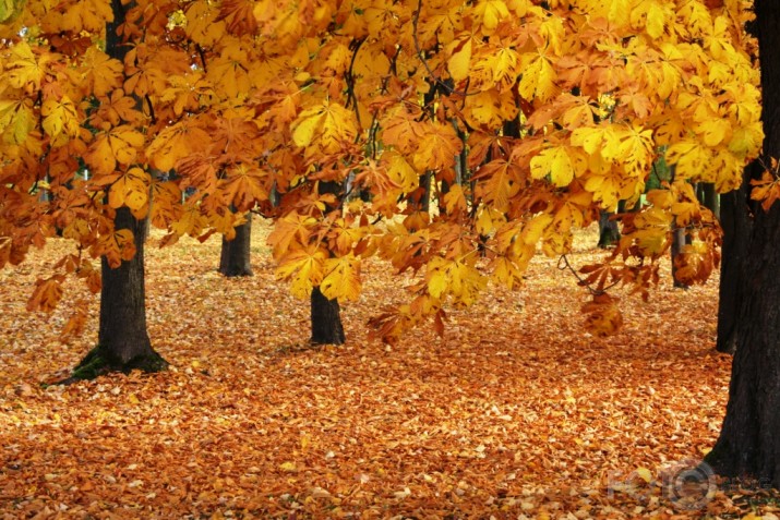 zelta rudens Jelgava