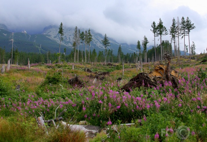 Tatru pakājes ainava