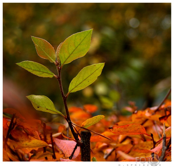 rudens