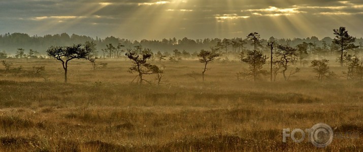 stari pār Latvijas savannu