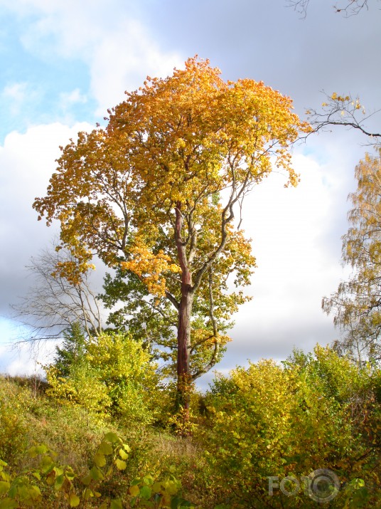 Lifetime tree