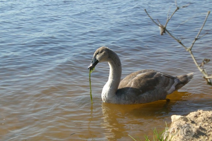 "Neglītā pīlēna" ganības