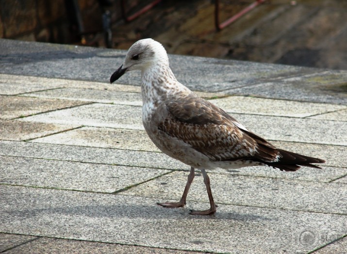 Larus michahellis?