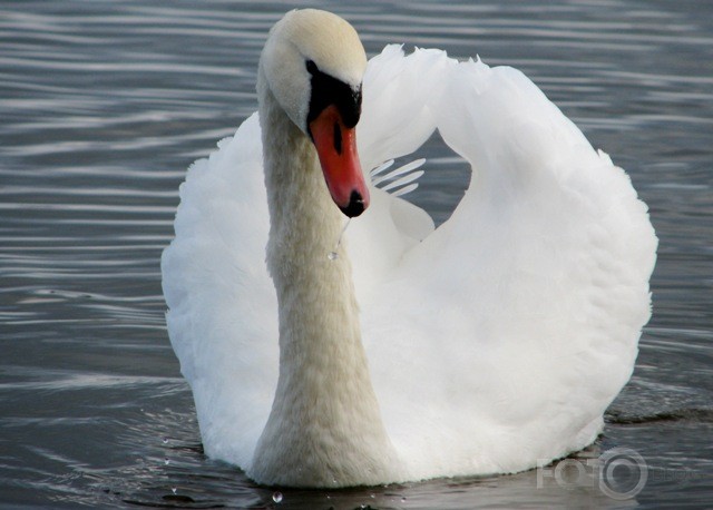 Cygnus olor