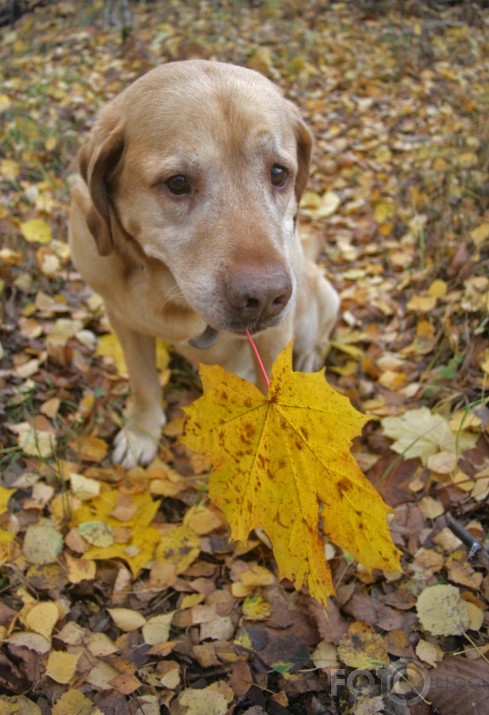 autumn dog