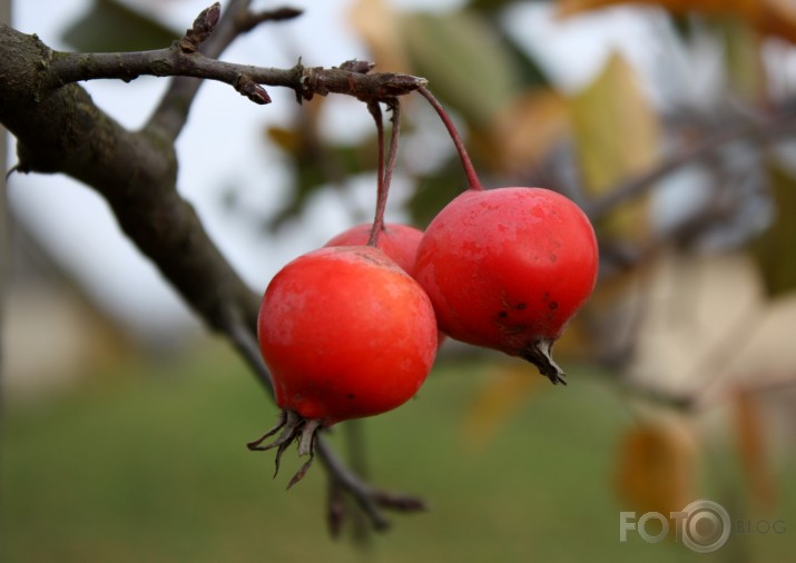 rudens augļi