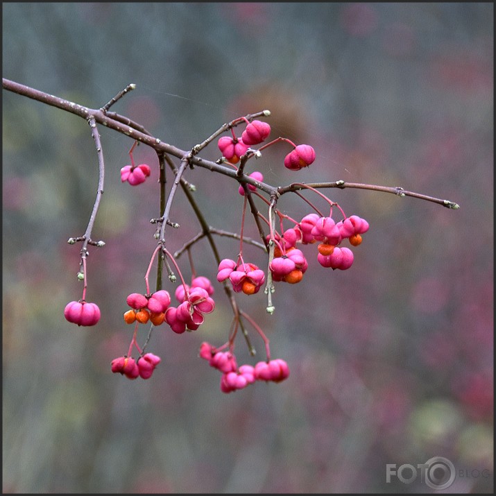 rudens toņi