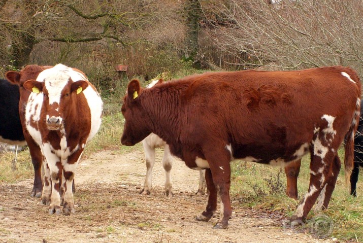 izbēdzis piens