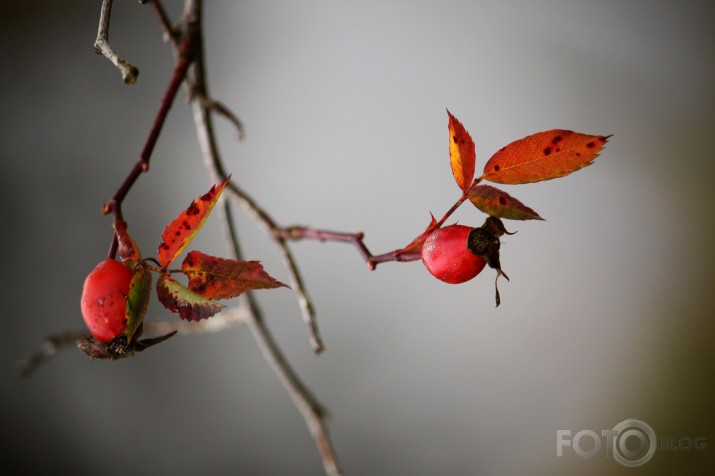 ...vēl par rudens tēmu