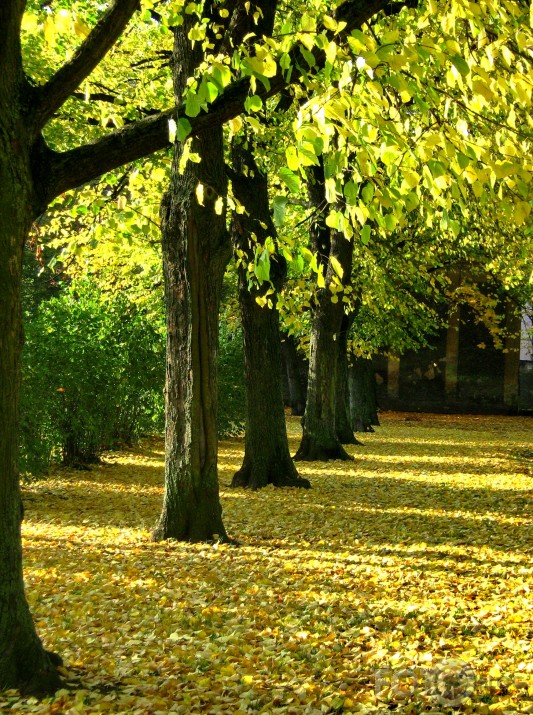 Rudens parkā