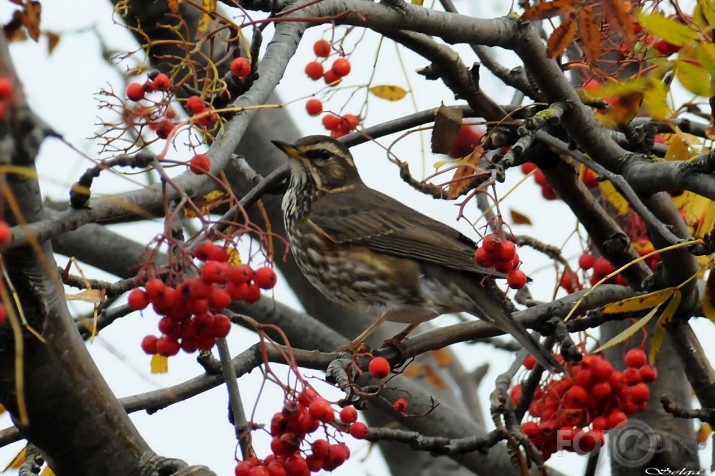 Plukšķis /Turdus iliacus/.