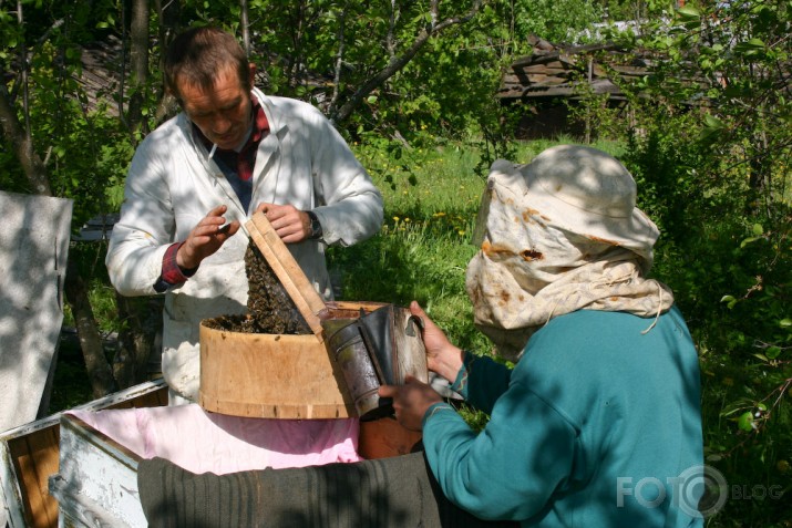 Dravnieks