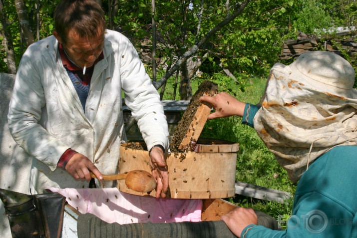 Dravnieks