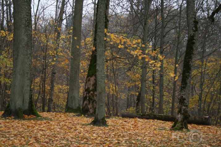Turaida