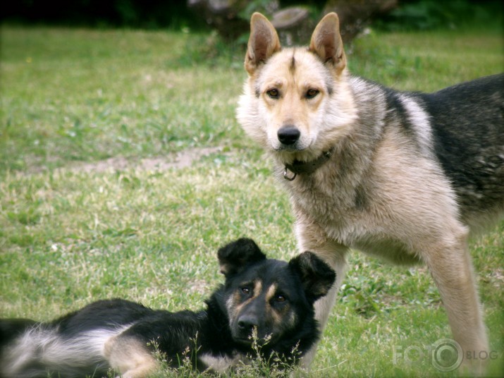 Dog&Dog