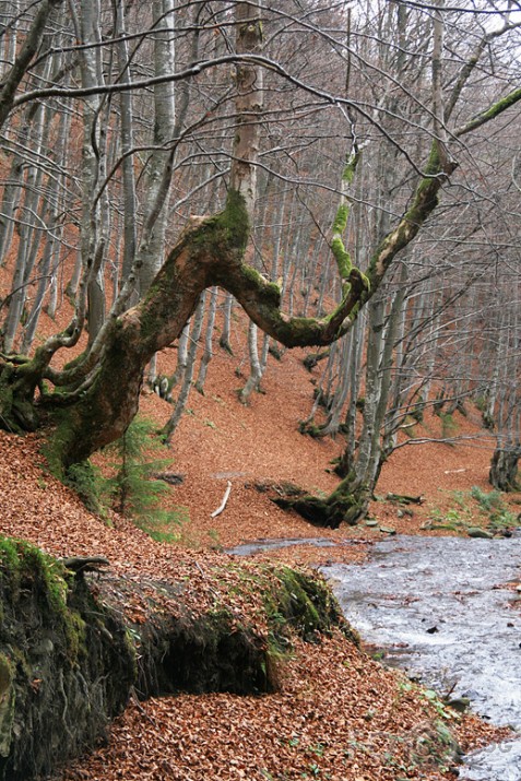 Karpatu rudens