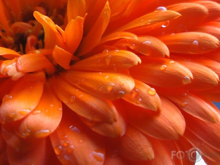 oranžā,,,