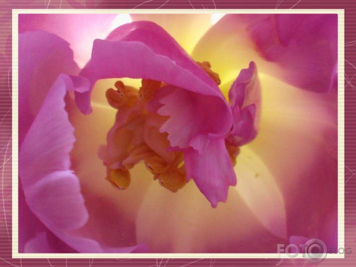 Tulpe